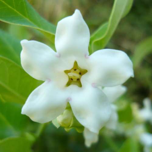 بذر گل رونده آراوجیا سفید