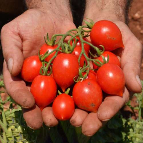 بذر گوجه فرنگی فیساچتو