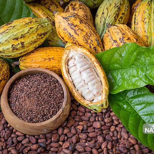 معرفی درخت کاکائو و نحوه کاشت آن