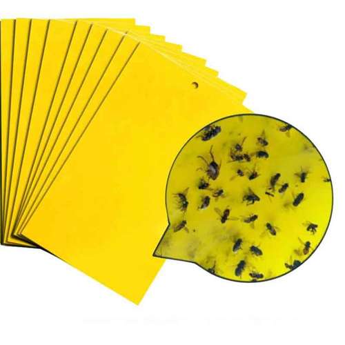 چسب زرد جذب کننده حشرات