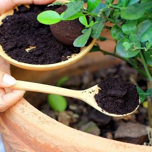 شایعه فایده تفاله های قهوه برای خاک چقدر صحت دارد ؟