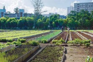 کشاورزی شهری