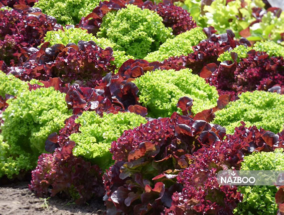خرید بذر کاهو سالاد بول قرمز | Red Salad Bowl