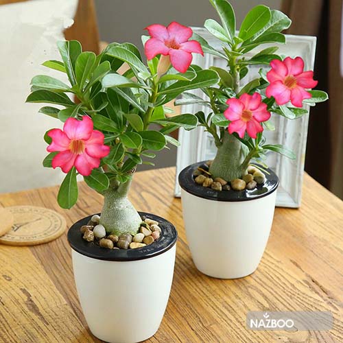 ZLKING-1PCS-Pink-Desert-Rose-bonsai-Potted-indoor-plants-Flower-Seeds-Adenium-Obesum-100-True-Seed