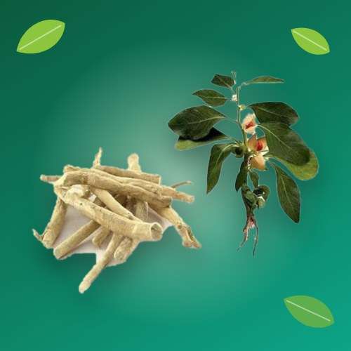بذر گیاهان دارویی