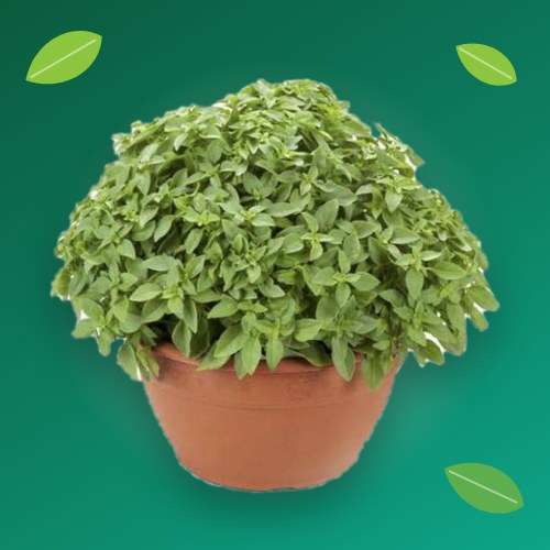 بذر سبزی خوردن
