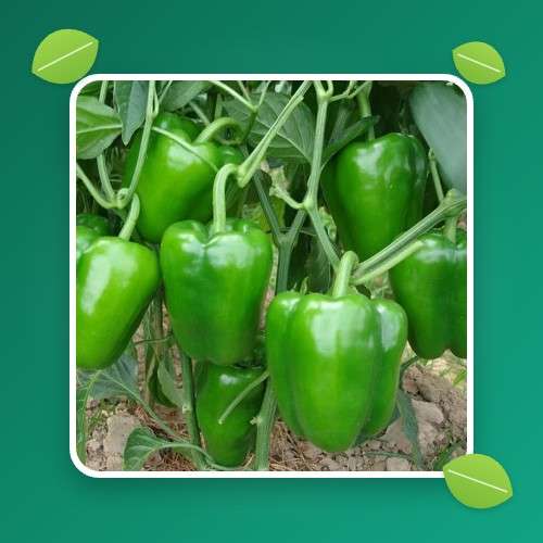 بذر خانگی