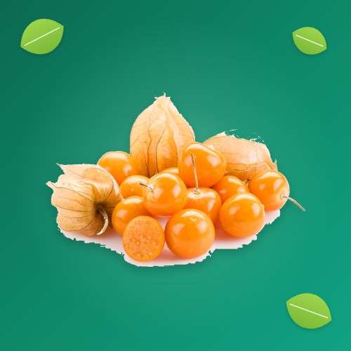 بذر فیسالیس