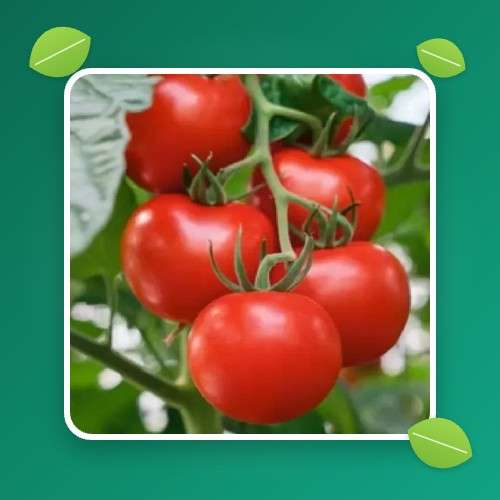 بذر گوجه گلخانه ای