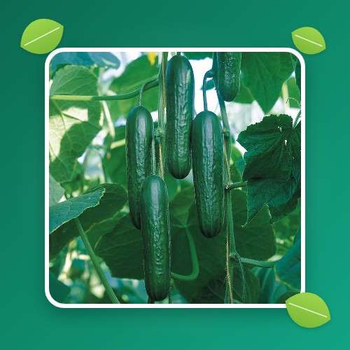 بذر گلخانه ای