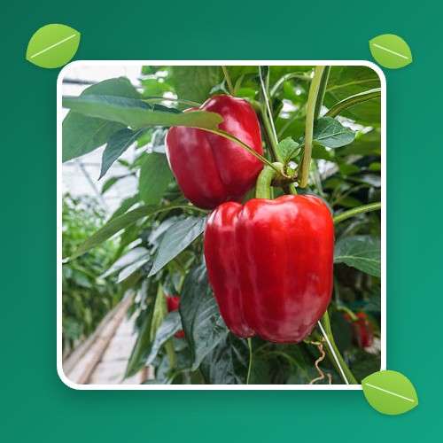 بذر فلفل گلخانه ای