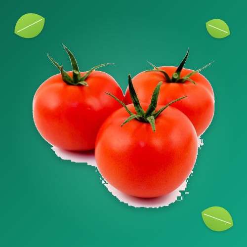بذر گوجه فضای باز