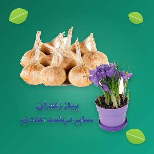پیاز زعفران