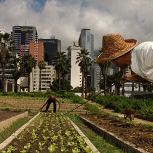 کشاورزی شهری را بیشتر بشناسیم