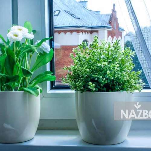 گیاهان آپارتمانی مقاوم به سرما