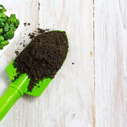 چند نکته برای تعویض گلدان ها