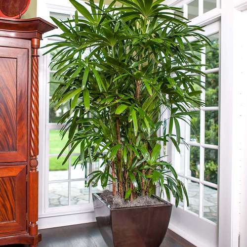 معرفی گیاه نخل راپیس lady palm