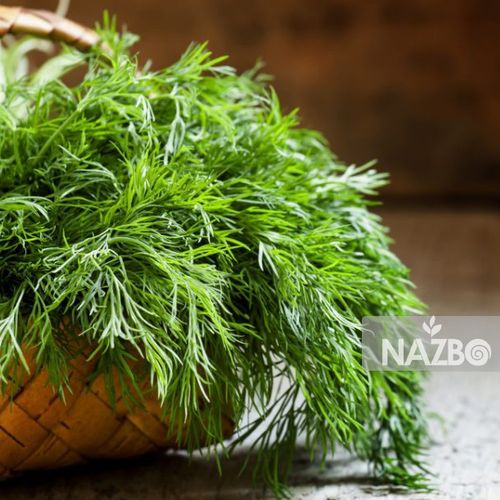 آشنایی با خواص دارویی شوید