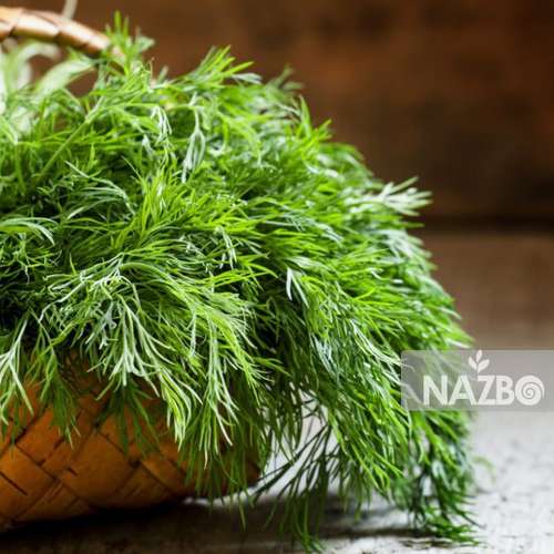 آشنایی با خواص دارویی شوید