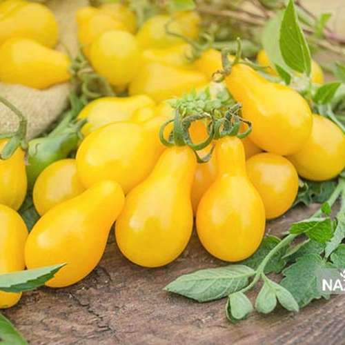 بذر گوجه فرنگی گلابی زرد یا گوجه لامپی