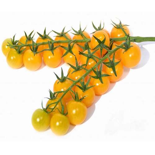 بذر گوجه گیلاسی طلایی یا گوجه چری