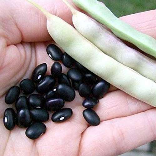 بذر لوبیا سیاه