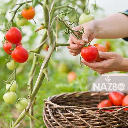 6 روش برای سرعت بخشیدن به رشد گوجه فرنگی