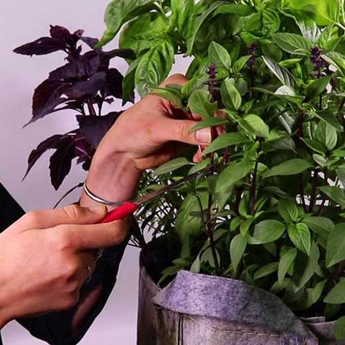بذر ریحان دارچینی