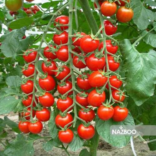 بذر گوجه گیلاسی قرمز واشنگتون