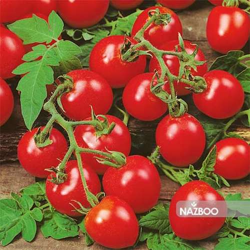 بذر گوجه گیلاسی قرمز واشنگتون