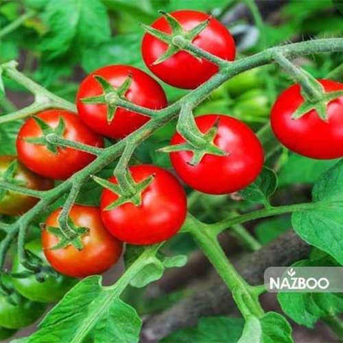 بذر گوجه گیلاسی قرمز واشنگتون
