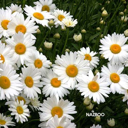 بذر گل داوودی پاکوتاه بسیار پر گل