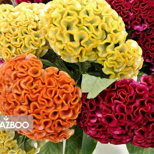 بذر گل تاج خروس چتری پاکوتاه