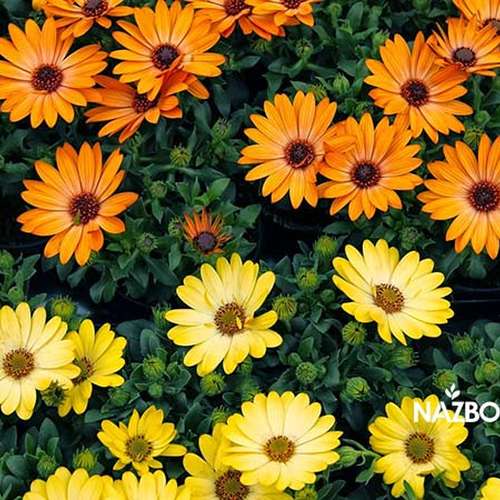 بذر گل آصف السلطنه ( دایمورفوتکا )