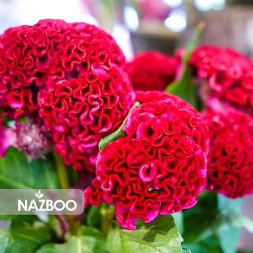 بذر گل تاج خروس چتری پاکوتاه