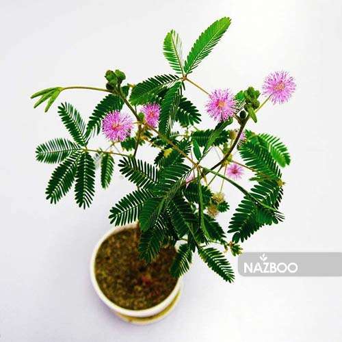 بذر گل قهر و آشتی همزادن هلند