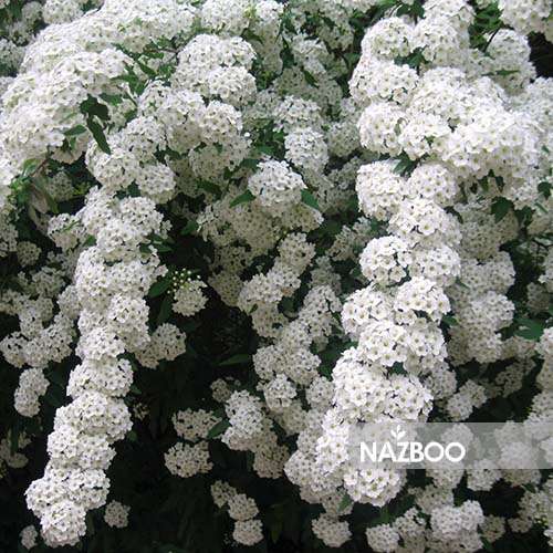 بذر گل عروس سفید یا ژیپسوفیلا همزادن هلند