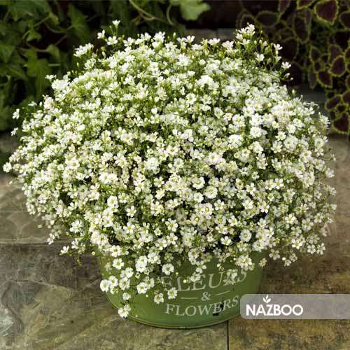 بذر گل عروس سفید یا ژیپسوفیلا همزادن هلند