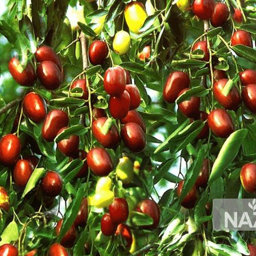 معرفی درخت عناب و خواص دارویی آن