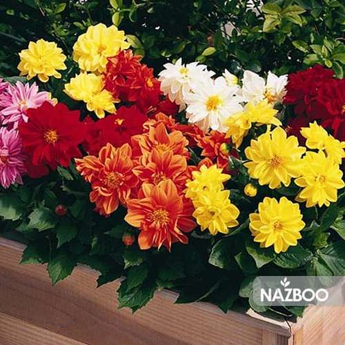 بذر کوکب یکساله الوان (کوکب بذری)