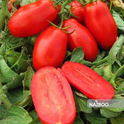 بذر گوجه زنگوله ای قرمز
