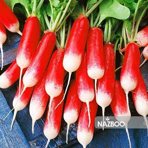 بذر تربچه دورنگ کشیده ( تربچه انگشتی )