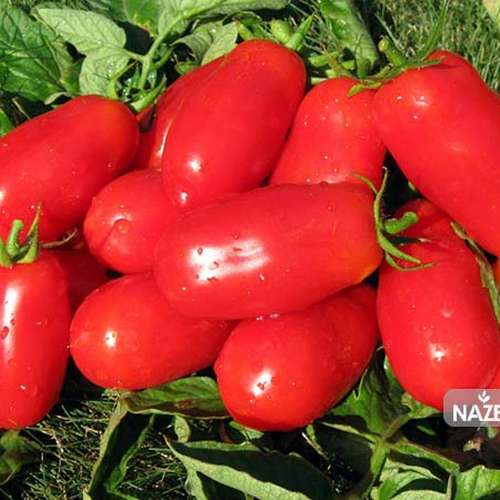 بذر گوجه زنگوله ای قرمز