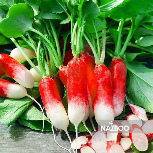 بذر تربچه دورنگ کشیده ( تربچه انگشتی )