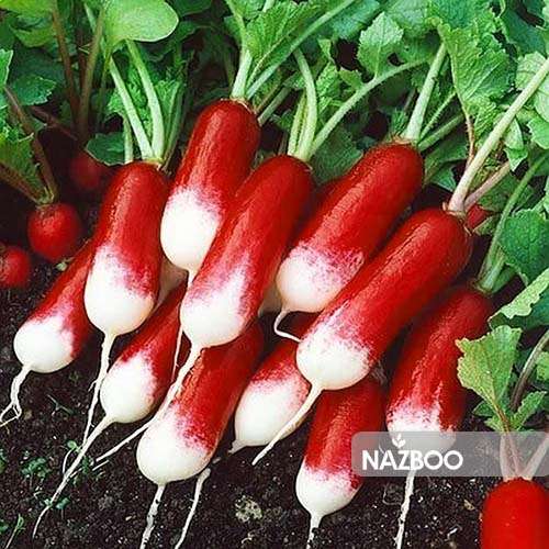 بذر تربچه دورنگ کشیده ( تربچه انگشتی )