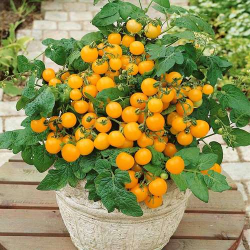 بذر گوجه فرنگی پرتقالی