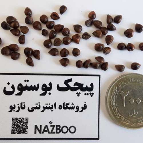 بذر گیاه موچسب بوستون (پیچک زینتی)