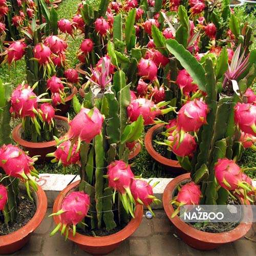 بذر دراگون فروت سفید یا میوه اژدها