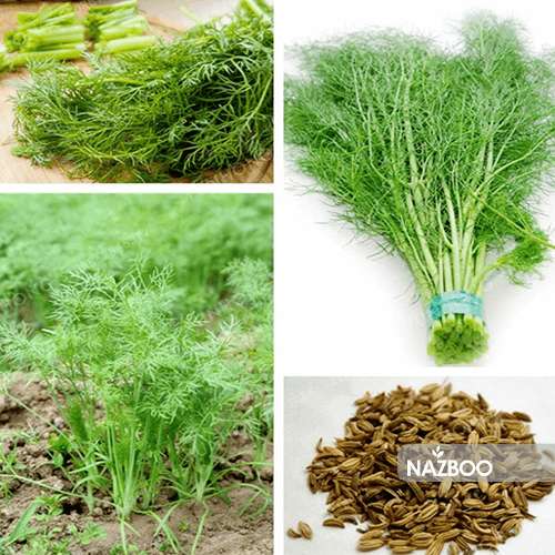 بذر گیاه دارویی رازیانه یا سبزی فنل
