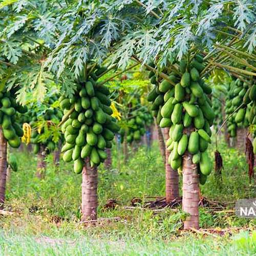 بذر میوه پاپایا رد لیدی هیبرید F1